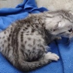 Mau silver female DOB 4-22-23