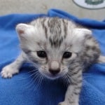 Mau silver female DOB 4-22-23