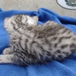 Mau silver female DOB 4-22-23