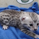 Mau silver female DOB 4-22-23
