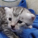 Mau silver female DOB 4-22-23