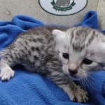 Mau silver female DOB 4-22-23