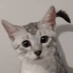 Mau silver female DOB 4-22-23