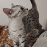 Mau silver female DOB 4-22-23