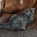 Mau silver female DOB 4-22-23