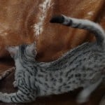 Mau silver female DOB 4-22-23