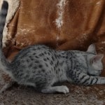 Mau silver female DOB 4-22-23
