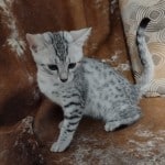 Mau silver female DOB 4-22-23