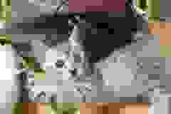 Penelope, Egyptian Mau, Silver, Female #2, 9-20-18 Precious