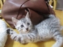 Penelope, Egyptian Mau, Silver, Female #2, 9-20-18 Precious