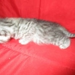 Mau, silver, female, DOB 9-20-18 Pre