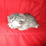 Mau, silver, female, DOB 9-20-18 Pre