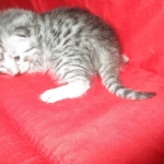 Mau, silver, female, DOB 9-20-18 Pre