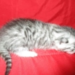 Mau, silver, female, DOB 9-20-18 Pre