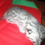 Mau, silver, female, DOB 9-20-18 Pre