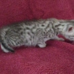 Mau, silver, female, DOB 9-20-18 Pre