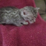 Mau, silver, female, DOB 9-20-18 Pre