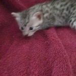 Mau, silver, female, DOB 9-20-18 Pre