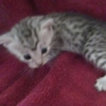 Mau, silver, female, DOB 9-20-18 Pre