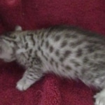 Mau, silver, female, DOB 9-20-18 Pre