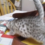 Mau, silver, female, DOB 9-20-18 Pre