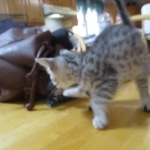 Mau, silver, female, DOB 9-20-18 Pre