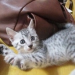 Mau, silver, female, DOB 9-20-18 Pre