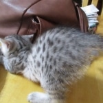 Mau, silver, female, DOB 9-20-18 Pre