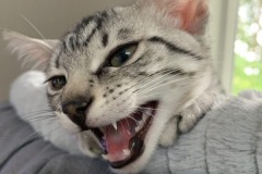 Paris Egyptian Mau silver female #2 darker DOB 5-7-19