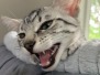 Paris Egyptian Mau silver female #2 darker DOB 5-7-19