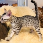 Mau, Silver Female #2, DOB 5-7-19
