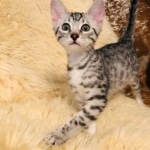 Mau, Silver Female #2, DOB 5-7-19