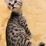 Mau, Silver Female #2, DOB 5-7-19
