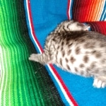 Mau, Silver Female #2, DOB 5-7-19