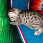 Mau, Silver Female #2, DOB 5-7-19