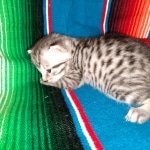 Mau, Silver Female #2, DOB 5-7-19