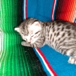 Mau, Silver Female #2, DOB 5-7-19