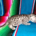 Mau, Silver Female #2, DOB 5-7-19