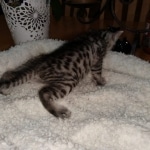 Mau, Silver Female #2, DOB 5-7-19