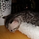 Mau, Silver Female #2, DOB 5-7-19