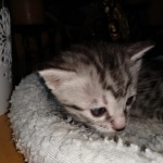 Mau, Silver Female #2, DOB 5-7-19