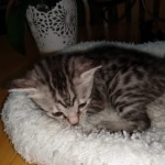 Mau, Silver Female #2, DOB 5-7-19