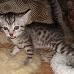 Mau, Silver Female #2, DOB 5-7-19