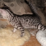 Mau, Silver Female #2, DOB 5-7-19