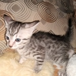 Mau, Silver Female #2, DOB 5-7-19