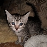 Mau, Silver Female #2, DOB 5-7-19