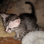 Mau, Silver Female #2, DOB 5-7-19