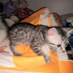 Mau, Silver Female #2, DOB 5-7-19