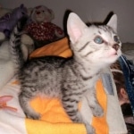 Mau, Silver Female #2, DOB 5-7-19