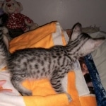 Mau, Silver Female #2, DOB 5-7-19